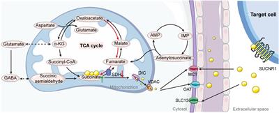 Cellular succinate metabolism and signaling in inflammation: implications for therapeutic intervention